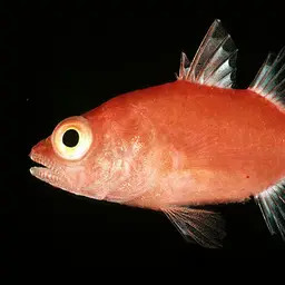 Flame Cardinalfish, photo 1