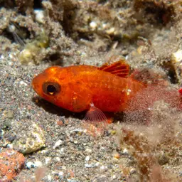 Flame Cardinalfish, photo 2