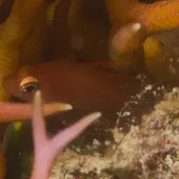 Flame Cardinalfish, photo 3