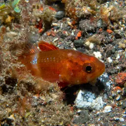 Flame Cardinalfish, photo 4