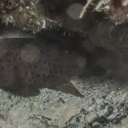Dotted Cardinalfish