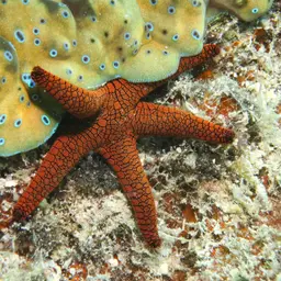Indian Sea Star