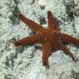 Indian Sea Star, photo 2