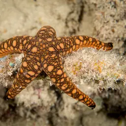 Indian Sea Star, photo 3