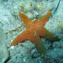Indian Sea Star, photo 4