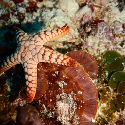 Indian Sea Star, photo 5