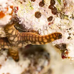 Indian Sea Star, photo 6