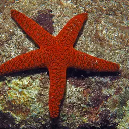 Indian Sea Star, photo 7