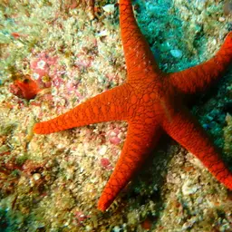 Indian Sea Star, photo 8