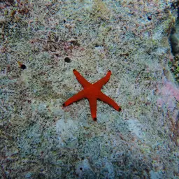 Indian Sea Star, photo 9