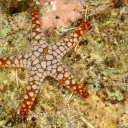 Indian Sea Star, photo 10