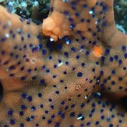 Black Spotted Sea Star, photo 2