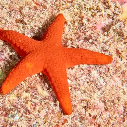 Black Spotted Sea Star, photo 3