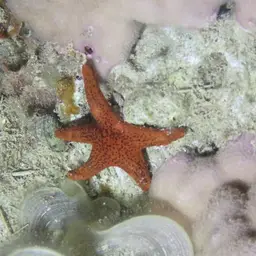 Black Spotted Sea Star, photo 4