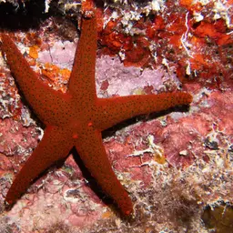 Black Spotted Sea Star, photo 5