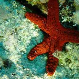 Black Spotted Sea Star, photo 6