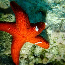 Black Spotted Sea Star, photo 7