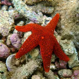 Black Spotted Sea Star, photo 1