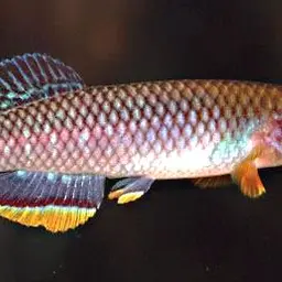 Cinnamon Killi