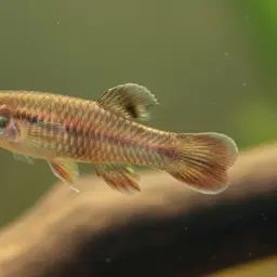 Cinnamon Killi, photo 2