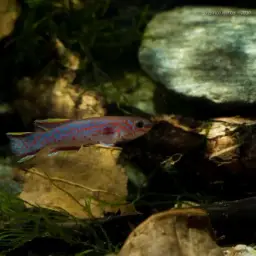 Blue Lyretail, photo 5