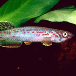 Scheeli Killifish, photo 1