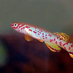 Scheeli Killifish, photo 2