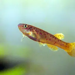 Scheeli Killifish, photo 3