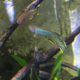 Scheeli Killifish, photo 4