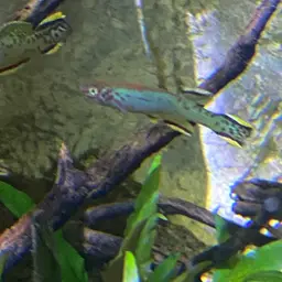 Scheeli Killifish, photo 5