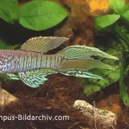 Dwarf Red, photo 1