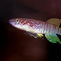 Dwarf Red, photo 2