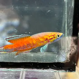 Dwarf Red, photo 3