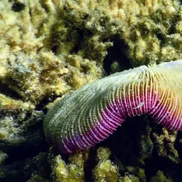 Mushroom Coral, photo 1