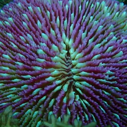 Mushroom Coral, photo 2
