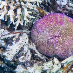 Mushroom Coral, photo 3