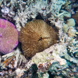 Mushroom Coral, photo 4