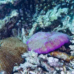 Mushroom Coral, photo 5