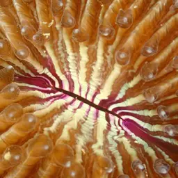 Mushroom Coral, photo 6