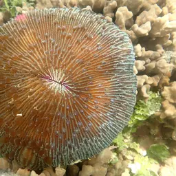 Mushroom Coral, photo 7