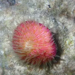 Mushroom Coral, photo 8