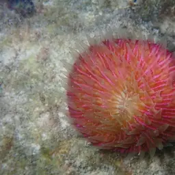 Mushroom Coral, photo 9