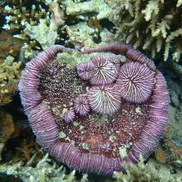 Mushroom Coral, photo 10