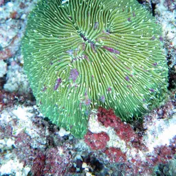 Mushroom Coral, photo 11