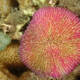 Mushroom Coral, photo 12