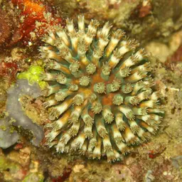 Octopus Coral, photo 2
