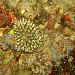 Octopus Coral, photo 3