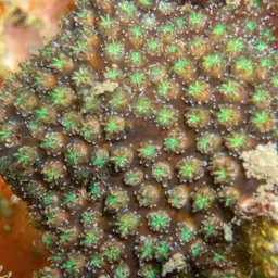 Octopus Coral, photo 4