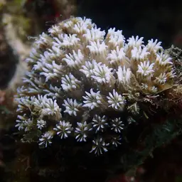 Octopus Coral, photo 5