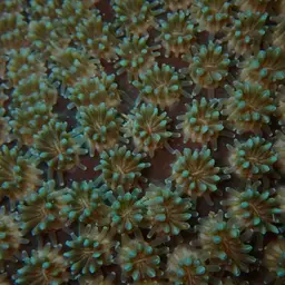 Octopus Coral, photo 6